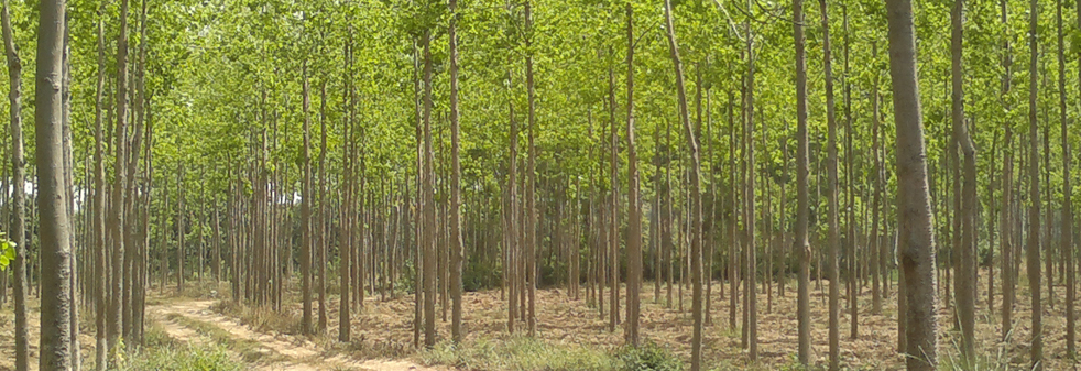 forest management certification